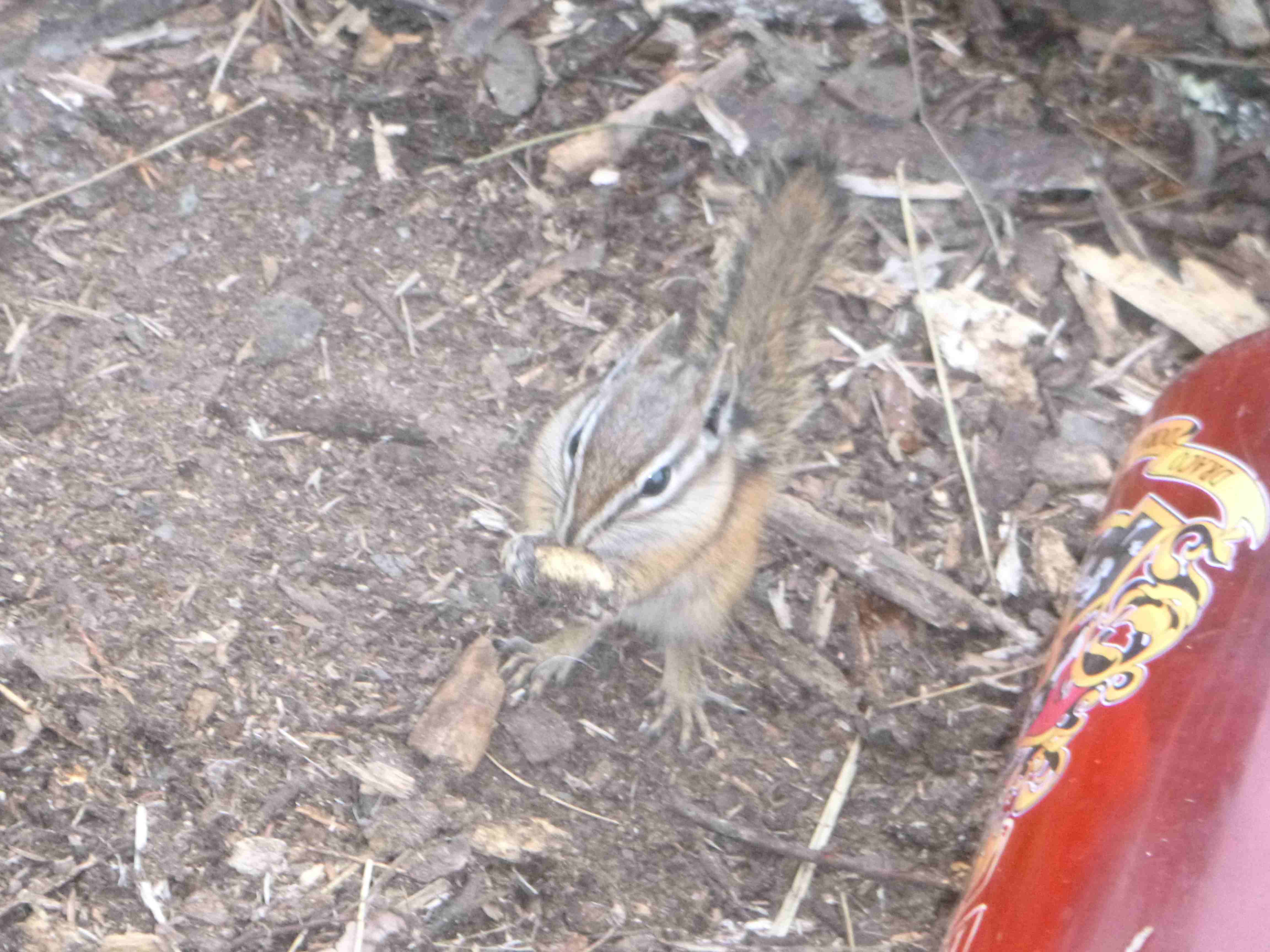 2016-08-11 BWCWA P chipmunk ralph.jpg